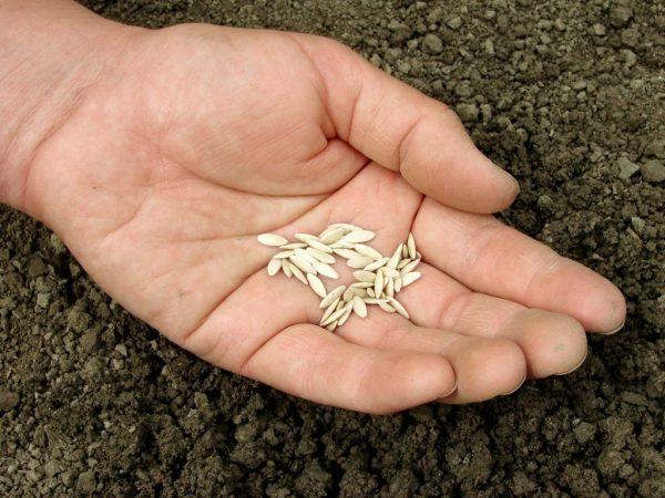Peraturan untuk merendam benih timun sebelum menanam –