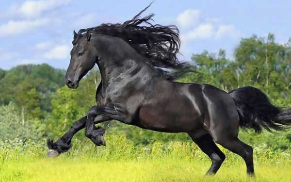 Jenis kuda berlari –