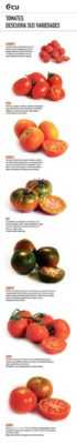 Ciri-ciri Tomato Gajah Oren -