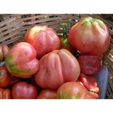 Tomato Pear Merah Jambu -