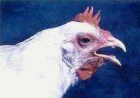 Rawatan bronkitis berjangkit pada ayam -