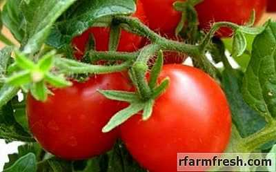 Trichopol untuk memproses tomato -