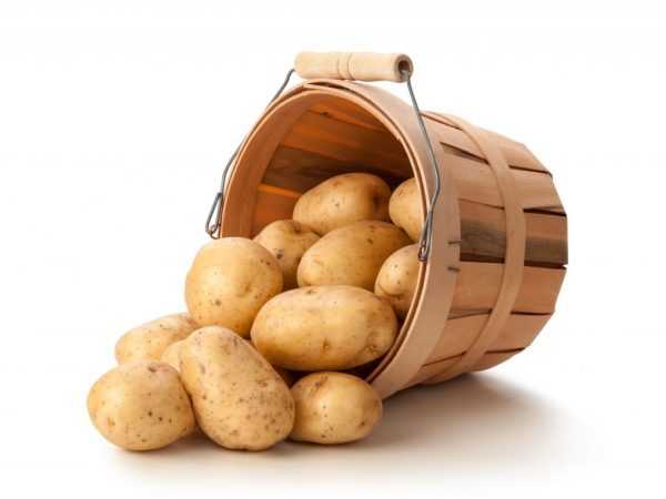 Ciri-ciri varieti kentang Suerte –