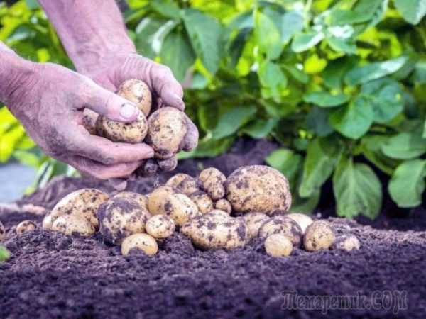 Varieti kentang Belanda Kolombia -