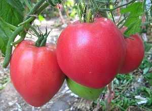 Varieti tomato bersaiz kecil untuk tanah terbuka tanpa mencubit -