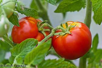 Pelbagai jenis tomato Siberia. -