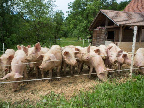 Peraturan ternakan babi -