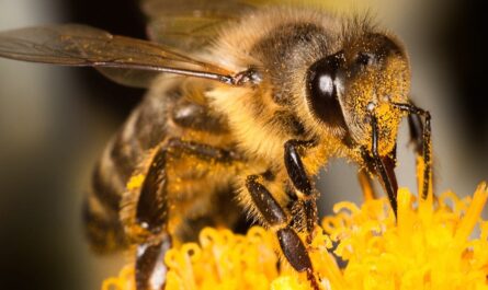 Mengumpul dan memelihara debunga lebah -