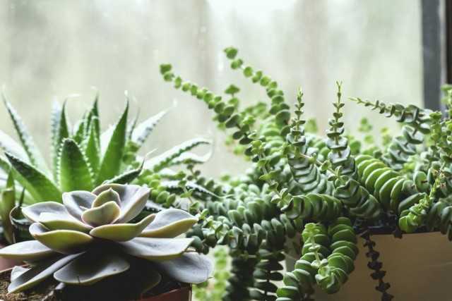 5 van de meest modieuze vetplanten voor moderne interieurs: prachtige kamerplanten -