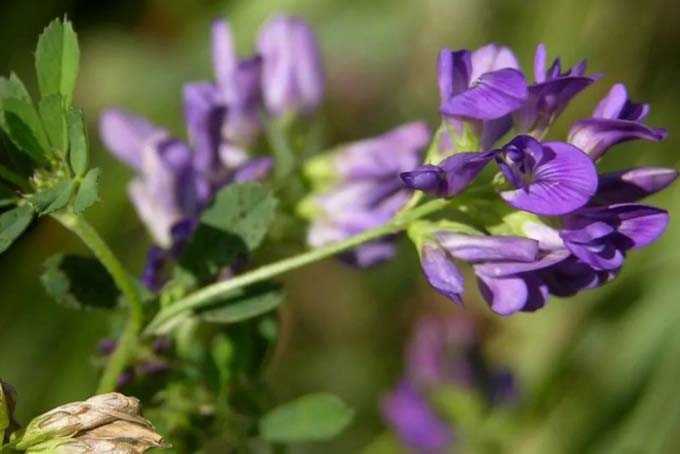 Alfalfa als honingplant -