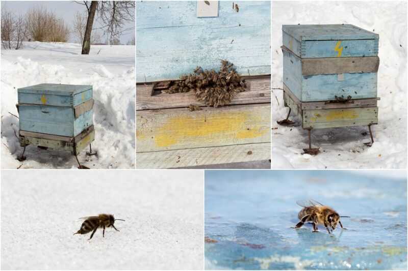 Hoe verloopt de voorjaarsvlucht van de bijen? -