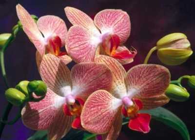 Phalaenopsis Thuiszorg Na Aankoop -