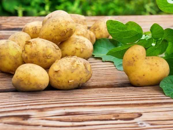 Wit-Russische aardappelrassen –