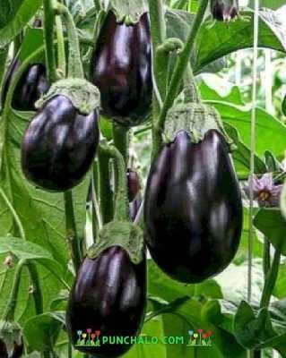 Knappe zwarte aubergine –