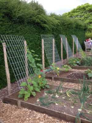 Zelfgemaakte verticale bedden voor komkommers -