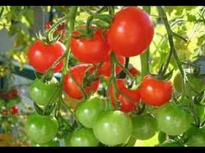 Kenmerken van de tomatenoogst. -