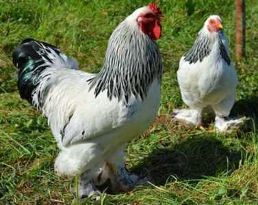 Kenmerken van het ras van kippen met poten -