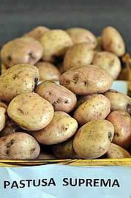 Kenmerken van het toonaangevende aardappelras -