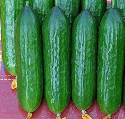 Kenmerken van de variëteit komkommers Emelya –