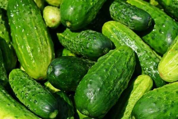 Kenmerken van de Furor-variëteit aan komkommers –