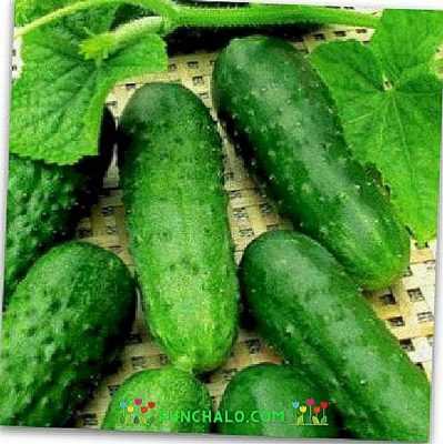 Kenmerken van de Nezhinsky-variëteit aan komkommers -