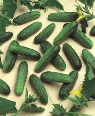 Kenmerken van de variëteit Satin komkommers -