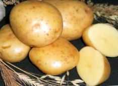 Kenmerken van Gala-aardappelen -