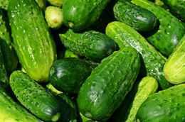 Kenmerken van de variëteiten van komkommers -