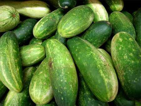 Kenmerken van variëteiten van komkommers Oma -