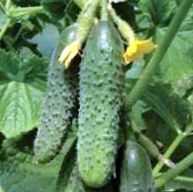Kenmerken van komkommers van het ras Lenara -