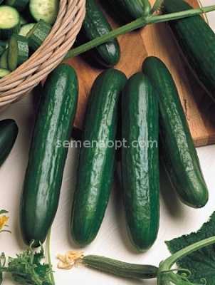 Kenmerken van Esaul-komkommers -