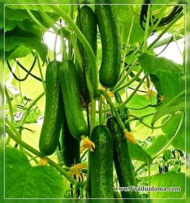 Kenmerken van Khutorok-komkommers –