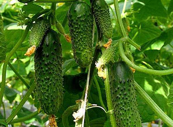Kenmerken van Lukhovitsky-komkommers -