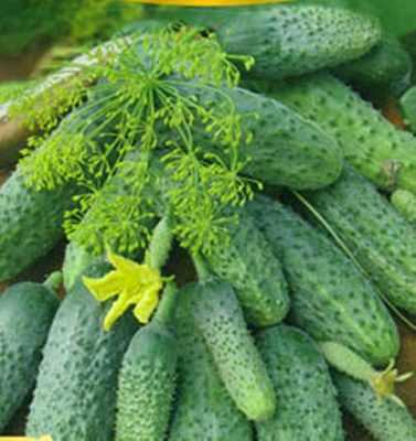 Malysh komkommers kenmerken -