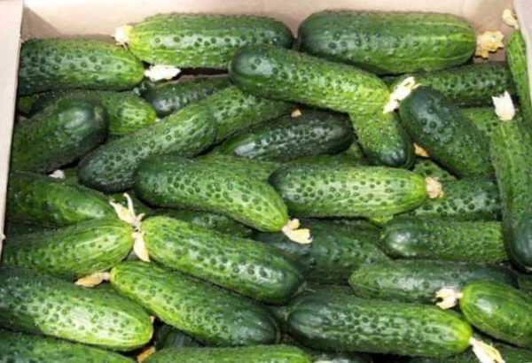 Kenmerken van Mels komkommers -