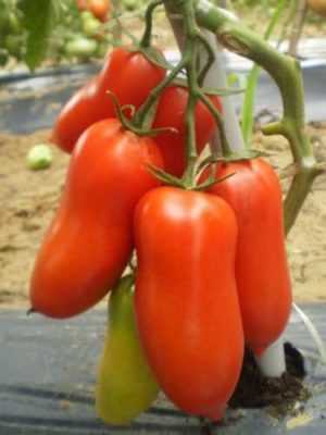 Kenmerken van Chochloma-tomaten -