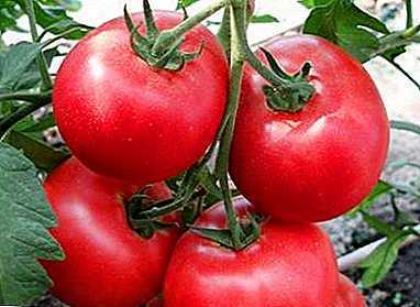 Kenmerken van Titan-tomaten -