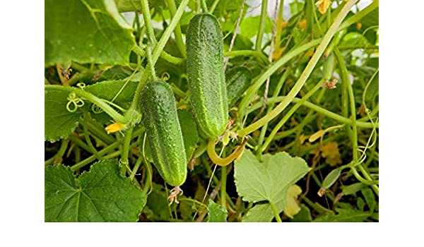 Kenmerken van een variëteit aan Grasshopper-komkommers -