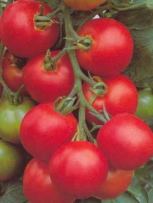 Kenmerken van de Tolstoj-tomaat –