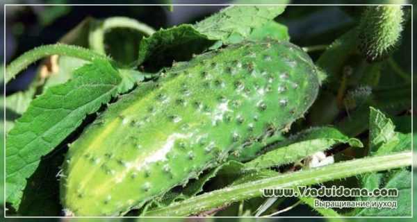 Kenmerken en beschrijving van de variëteit aan komkommers Kumanek -