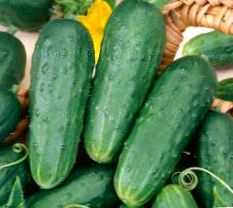 Kenmerken en beschrijving van de variëteit van Rodnichok-komkommers –