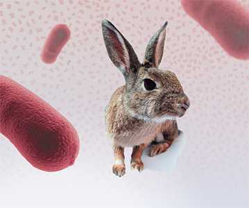 Oorzaken van niezen bij konijnen en behandelingsmethoden. -