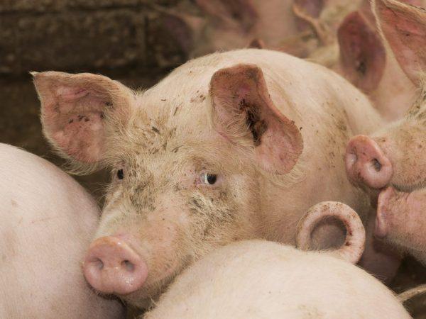 Oorzaken van cysticercose bij varkens -