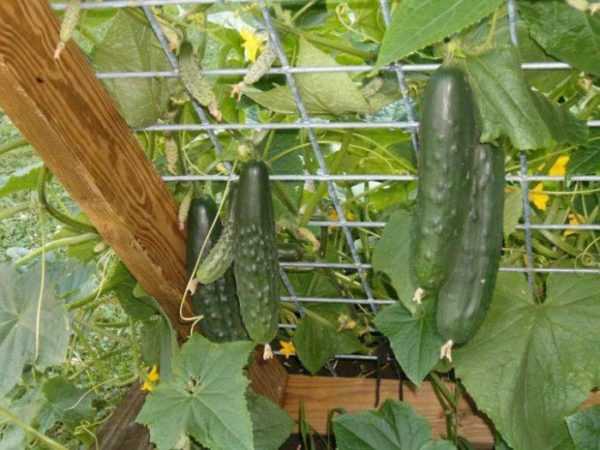 Hoe komkommerstruiken te voeden voor een goede groei -