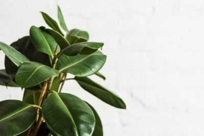 Hoe zorg je voor Ficus Elastica –