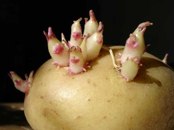 Hoe aardappelen van spruiten te kweken -