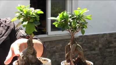 Hoe maak je bonsai van ficus -