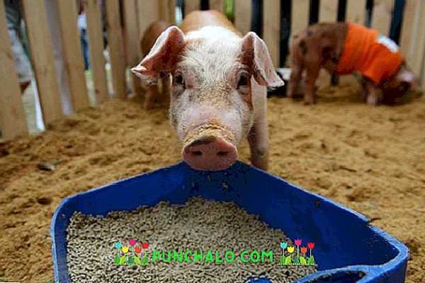 Hoe voer voor varkens en biggen te maken en hoe de juiste samenstelling te kiezen –