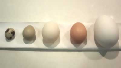 Hoe te weten hoeveel een ei in de schaal weegt -