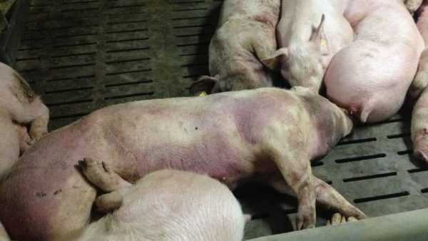 Hoe manifesteert Afrikaanse varkenspest zich? –
